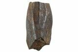 Large Fossil Hadrosaur (Edmontosaurus) Tooth - Montana #340956-1